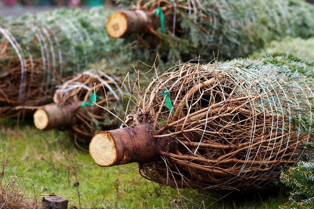 Weihnachtsbaum leicht teurer - Nordmanntanne am beliebtesten Weihnachtsbaum leicht teurer - Nordmanntanne am beliebtesten