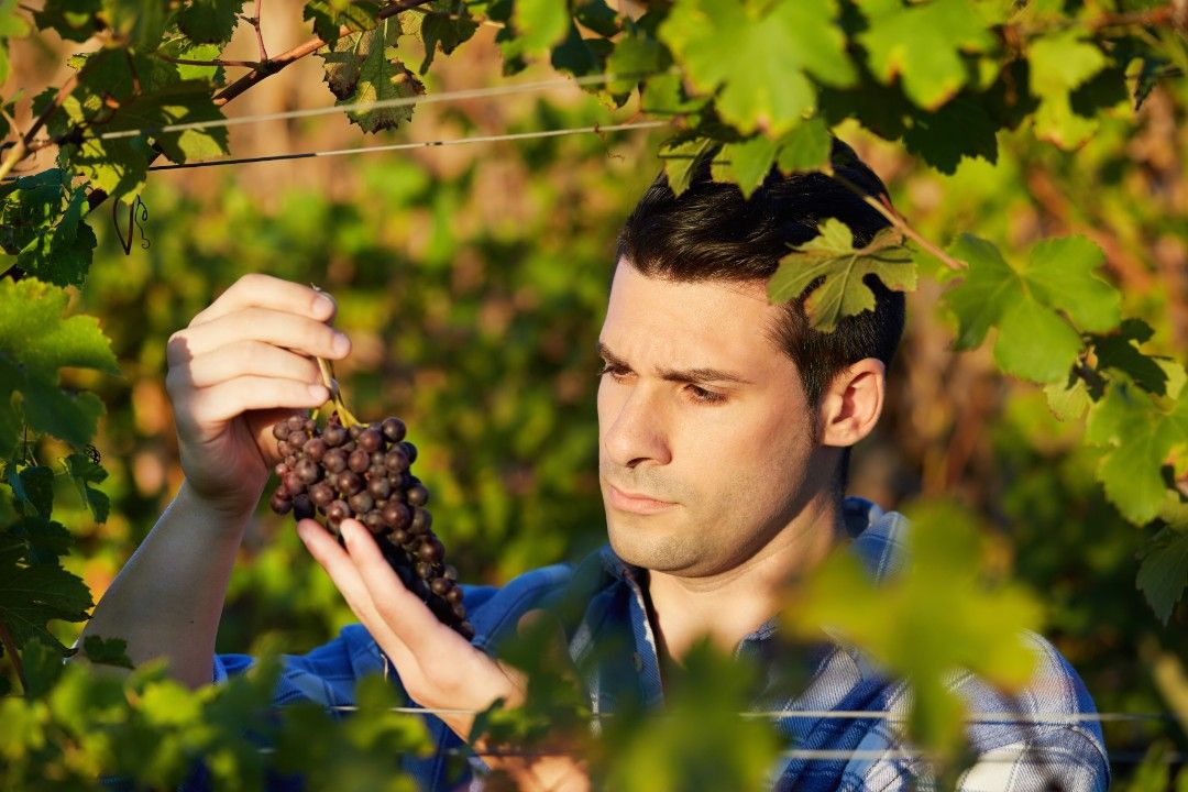 Weinlese geht noch weiter - vor allem beim Riesling Weinlese geht noch weiter - vor allem beim Riesling