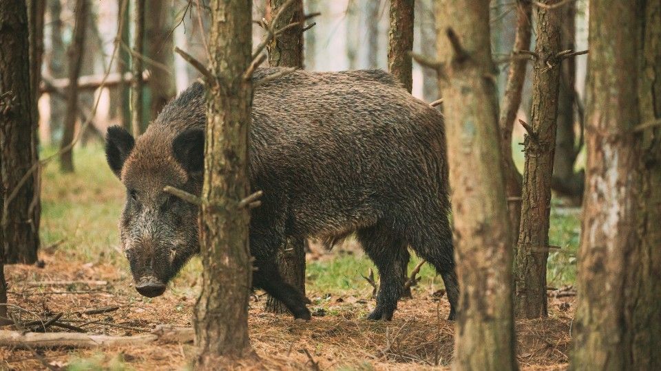 Schutz gegen Afrikanische Schweinepest wird ausgeweitet