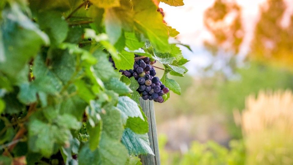 Deutsche Winzer ernten weniger Trauben als im Vorjahr