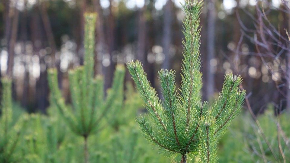 Tellig: Knapp 1.000 Weihnachtsbäumen die Spitze abgeschnitten