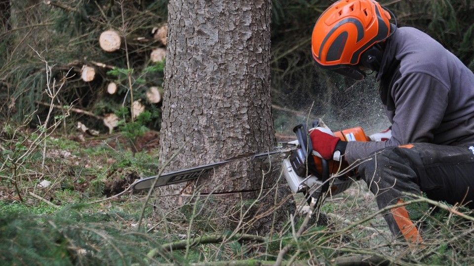 Wie ist es um den Wald in Rheinland-Pfalz bestellt?