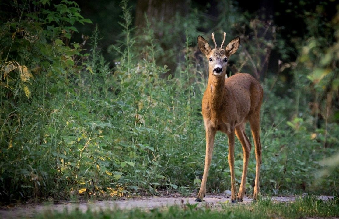 Zeitumstellung erhöht Gefahr von Wildunfällen Zeitumstellung erhöht Gefahr von Wildunfällen