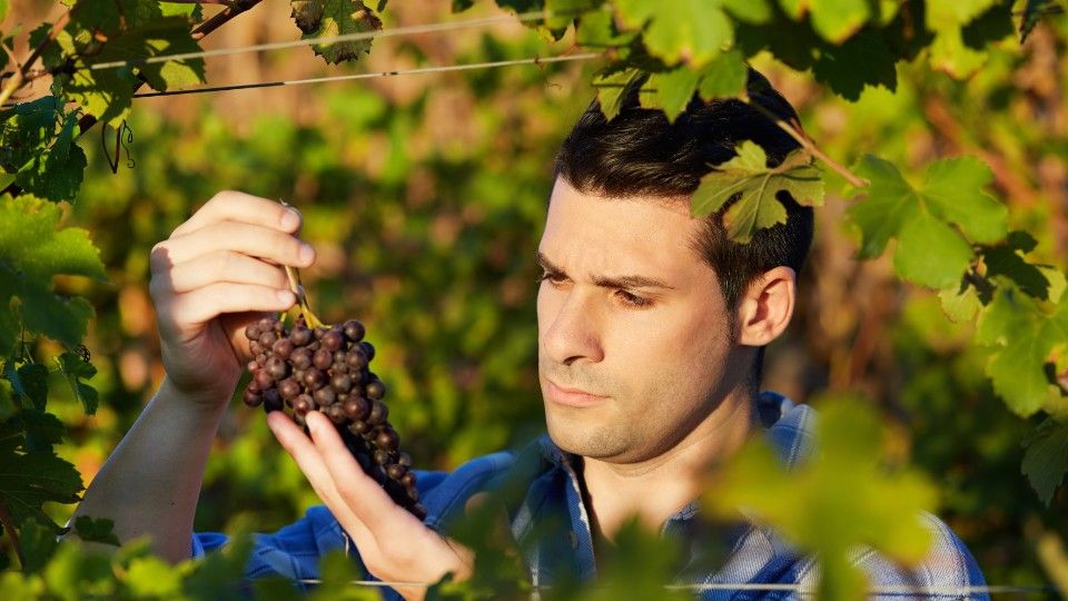 Winzer in der Krise - Ernte so gering wie lange nicht