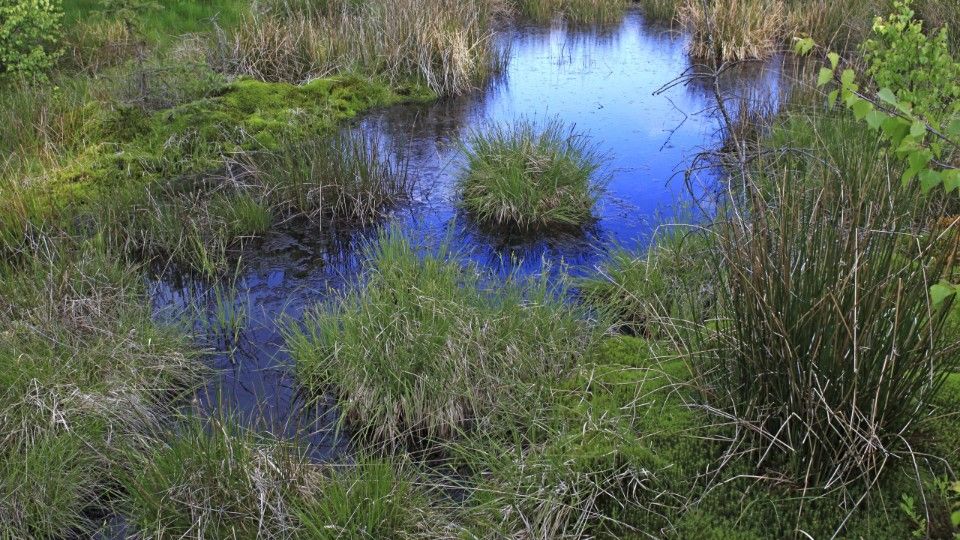 Neue Rotalge im Nationalpark Hunsrück-Hochwald entdeckt
