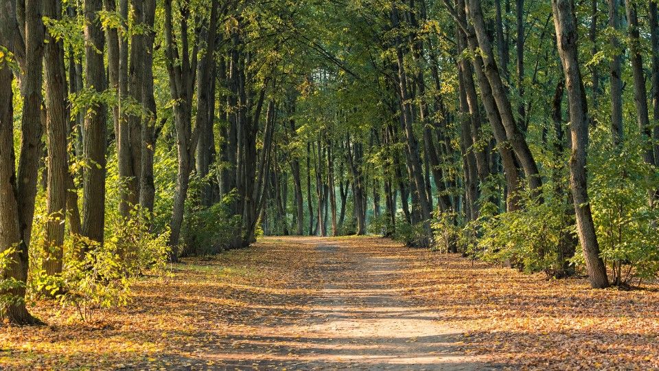 Forstamt Hachenburg wird vom Nabu ausgezeichnet
