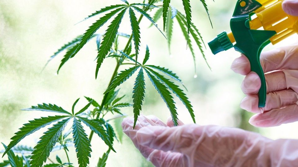 Weitere Genehmigung für Cannabis-Club