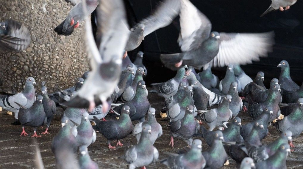 Limburg: Nach Drohungen wegen Tauben mehrere Strafanträge offen Limburg: Nach Drohungen wegen Tauben mehrere Strafanträge offen