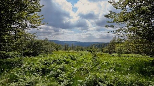 Neu entdeckte Rotalge im Nationalpark wird vorgestellt