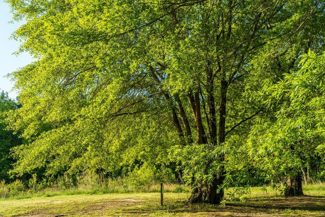 Rheinland-Pfalz setzt sich eigene Klimaschutzziele