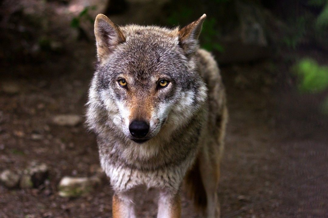 Zwei Vorfälle mit Wolf - möglicher Abschuss wird vorbereitet Zwei Vorfälle mit Wolf - möglicher Abschuss wird vorbereitet