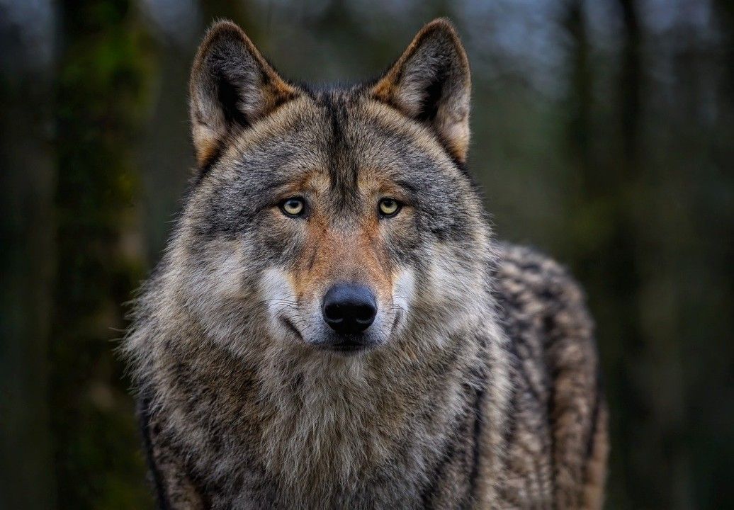 Erneuter Vorfall mit Wolf - Abschuss geplant Erneuter Vorfall mit Wolf - Abschuss geplant