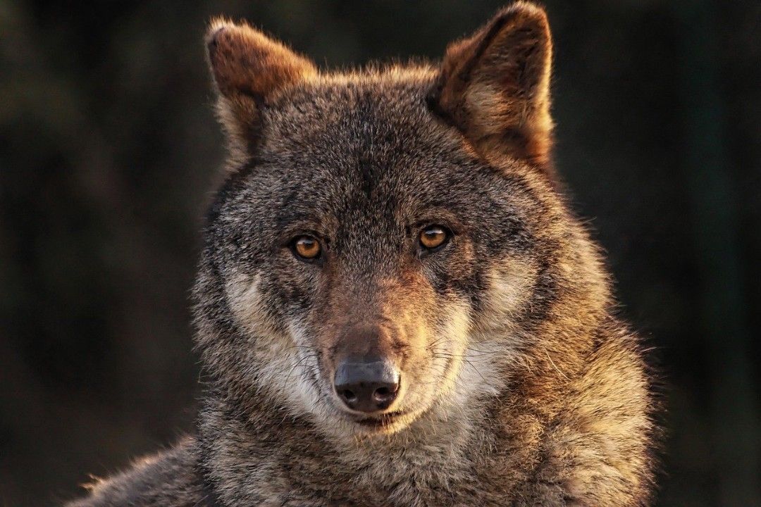 Wolfsabschuss im Westerwald bleibt gestoppt