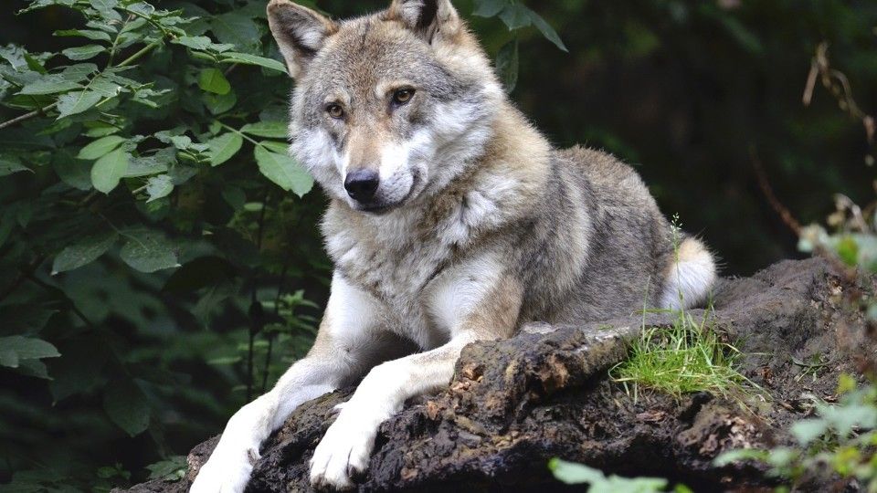 Behörde gibt Erlaubnis zum Töten eines Wolfs