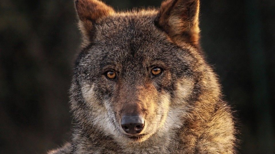 Wolfsabschuss im Westerwald bleibt gestoppt
