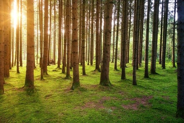 Wald im Wandel Wald im Wandel