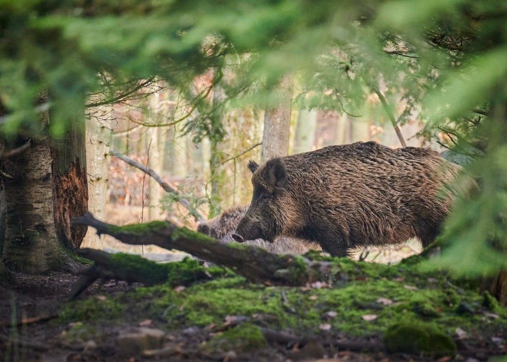 Frau wird beim Schlafen im Wald von Wildschweinen umringt