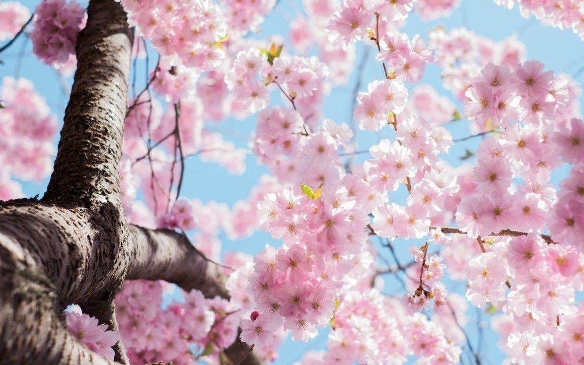 So gelingt der Start in den Frühling So gelingt der Start in den Frühling