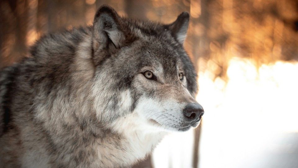 Wolf wird ins Jagdrecht aufgenommen