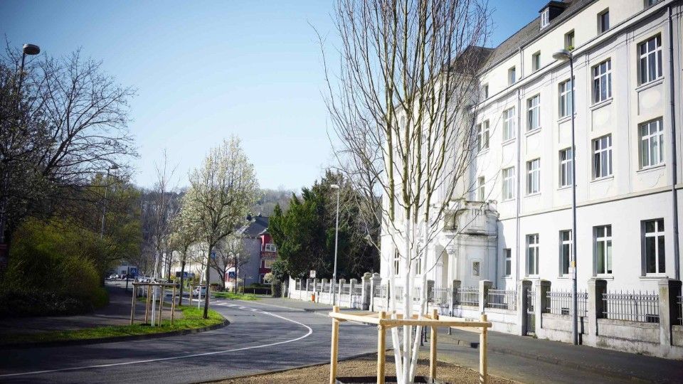 59 neue Bäume: Frühjahrsbepflanzung sorgt für grüne Vielfalt in der Stadt