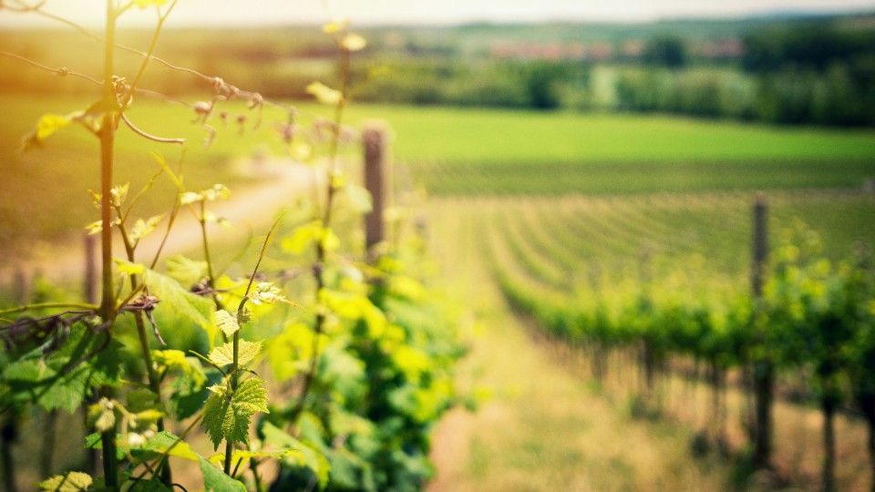 Klimawandel: Neue Rebsorten werden immer wichtiger