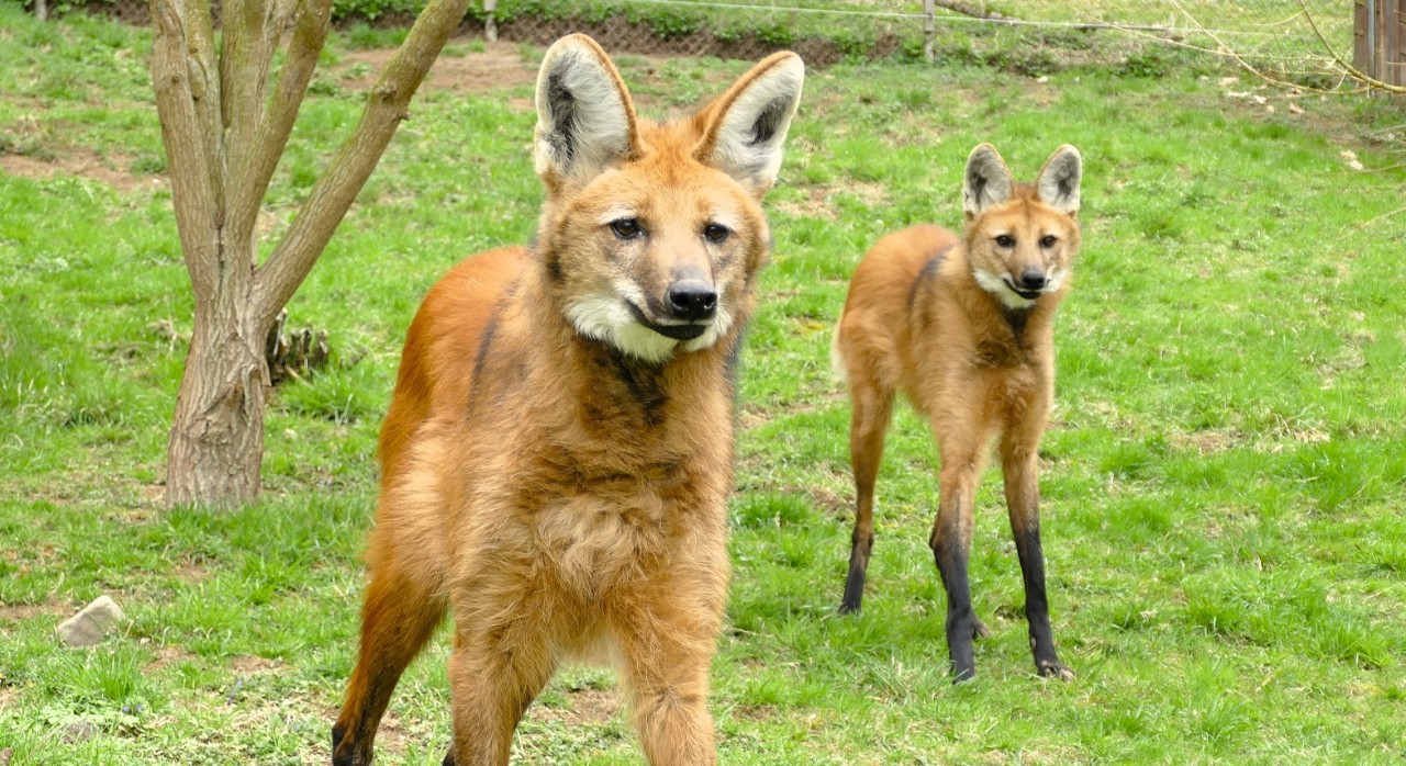 Neuwied begrüßt Mähnenwolf Buster – und seine neue Partnerin Taleia