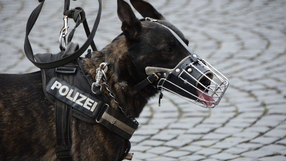 Landesweite Durchsuchungen wegen Kinderpornografie