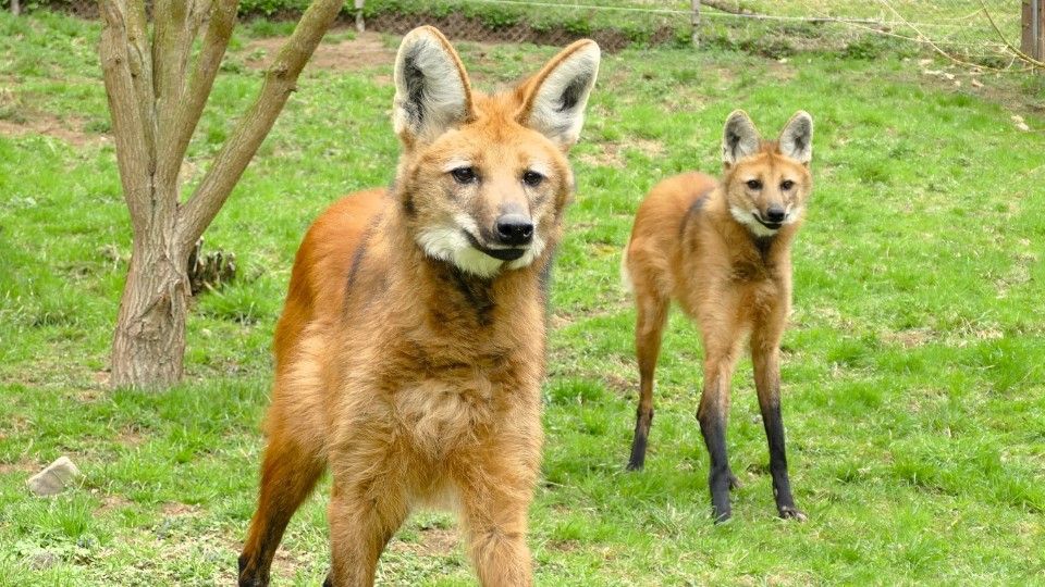Neuwied begrüßt Mähnenwolf Buster – und seine neue Partnerin Taleia