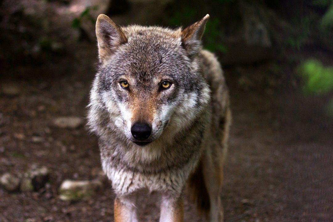 Mittlerweile vier Wolfsrudel in Rheinland-Pfalz