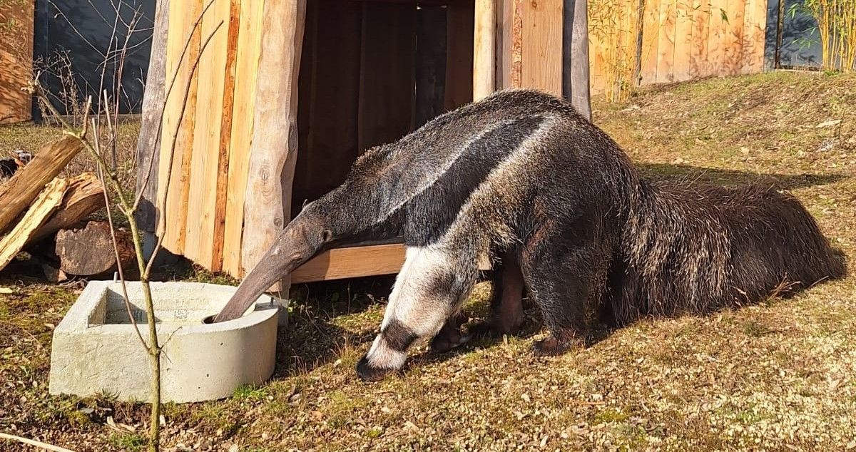 Zoo Neuwied: Kleiner Umzug, große Veränderung