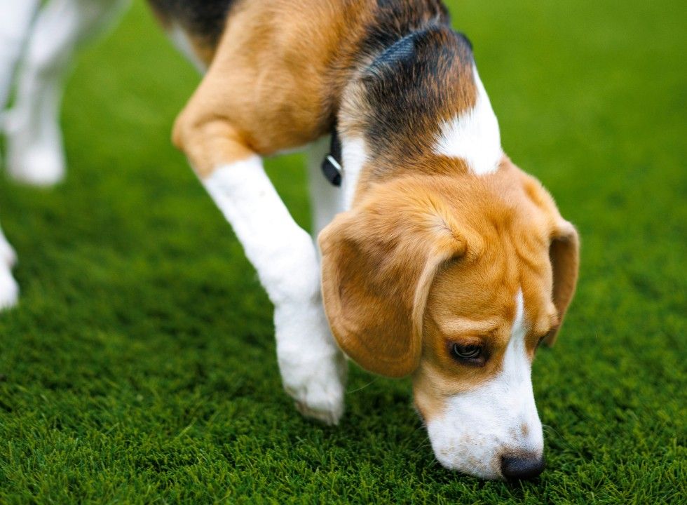 Warnhinweis an Hundebesitzer