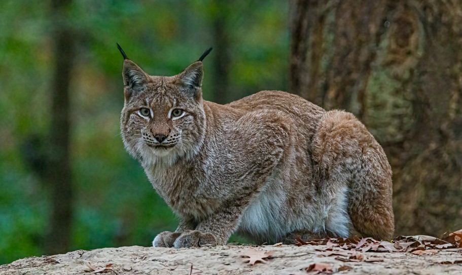 Alle reden vom Wolf, aber hat Rheinland-Pfalz einen Problemluchs? Alle reden vom Wolf, aber hat Rheinland-Pfalz einen Problemluchs?