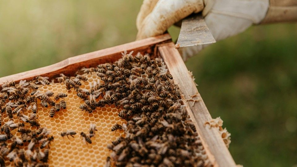 Es summt wieder – Faszinierendes über Bienen und Honig