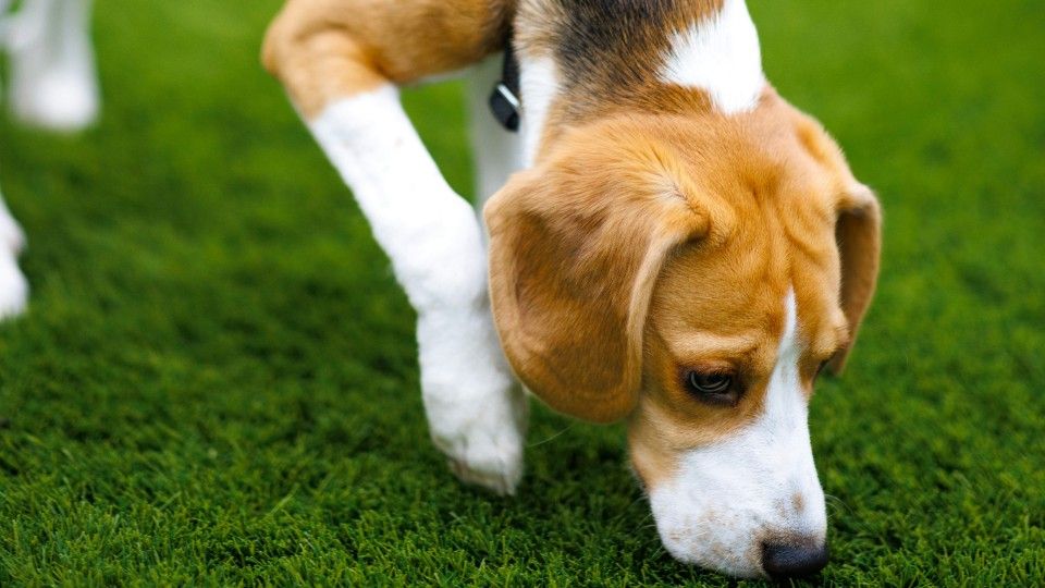 Warnhinweis an Hundebesitzer