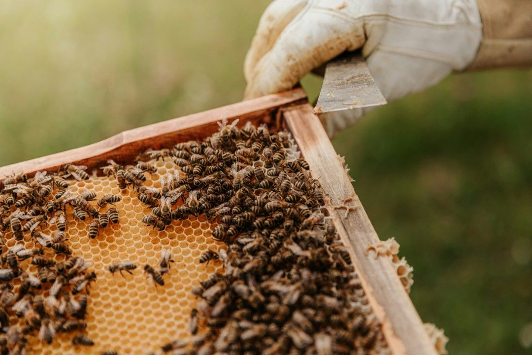 Es summt wieder – Faszinierendes über Bienen und Honig