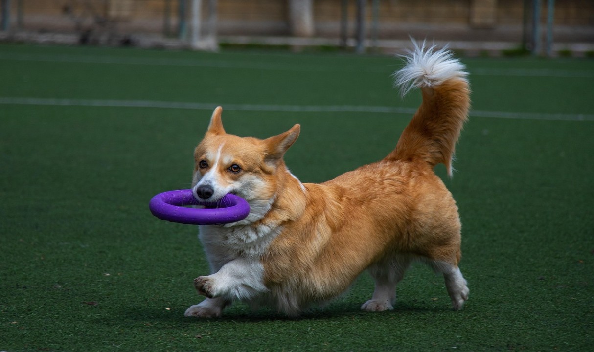 Zukunft des Hundesportvereins Ransbach-Baumbach gefährdet