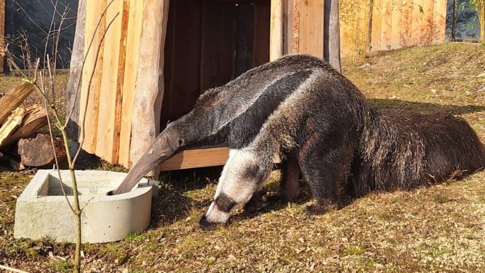 Zoo Neuwied: Kleiner Umzug, große Veränderung