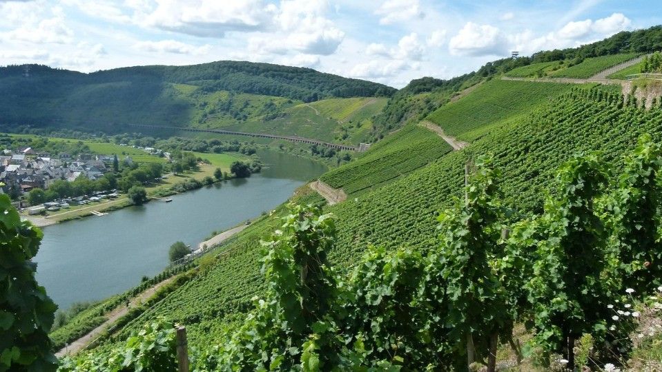 Pestizide per Hubschrauber in Moselsteillage erlaubt