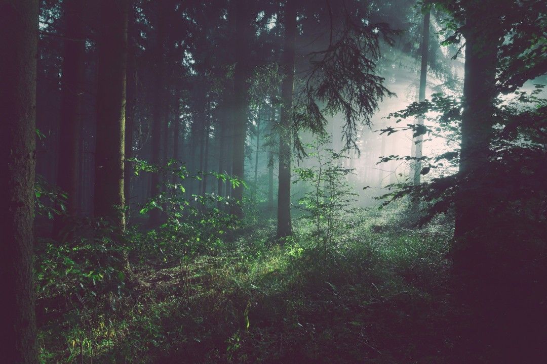 Von Wolf bis Wald - braucht es ein neues Jagdgesetz?