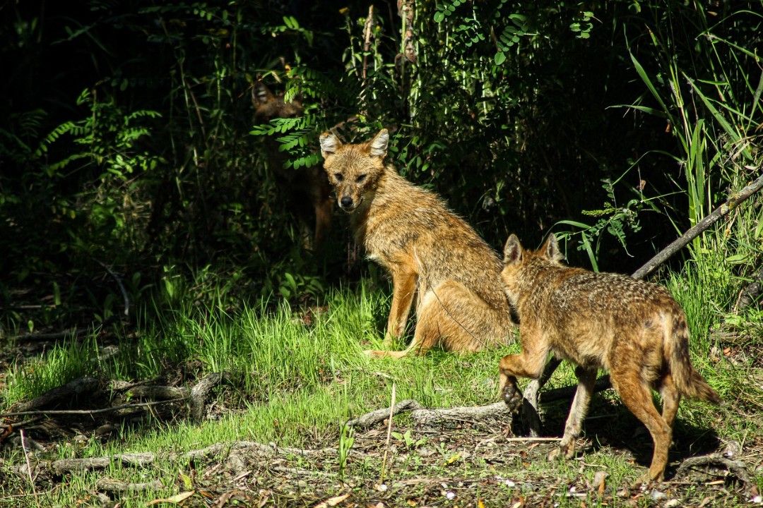 Wolf, Luchs und Schakal - bald auch Bären?