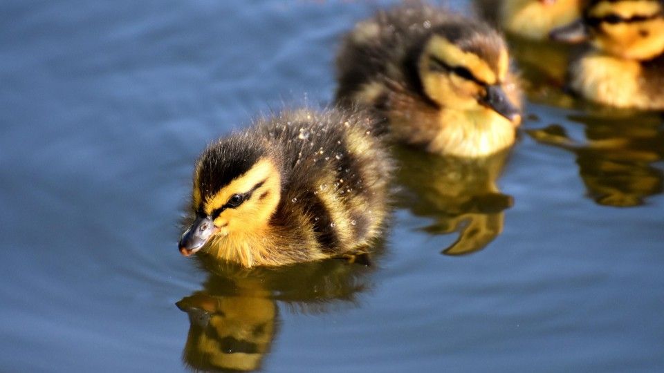 Polizei rettet Entenküken aus Bach