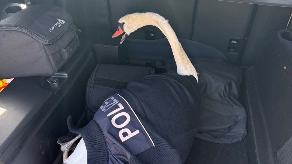 Schwan im Gleis - Happy End im Streifenwagen
