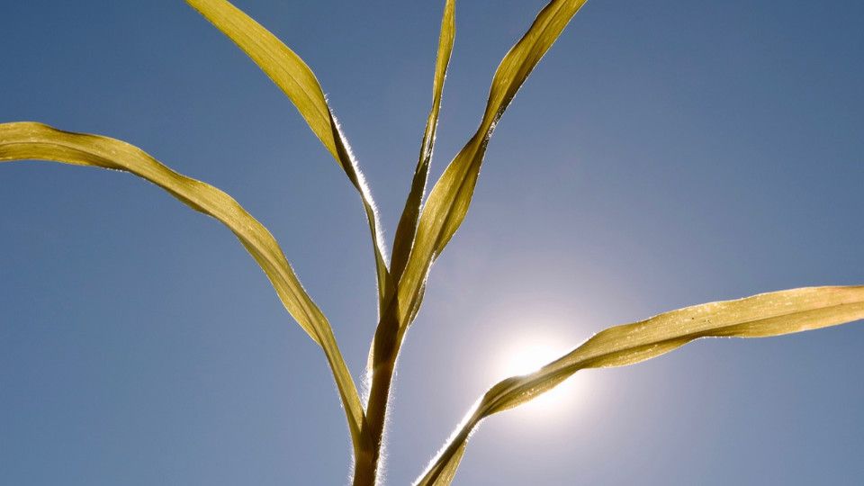 Heiß, heißer, Notaufnahme? Rheinland-Pfalz schwitzt