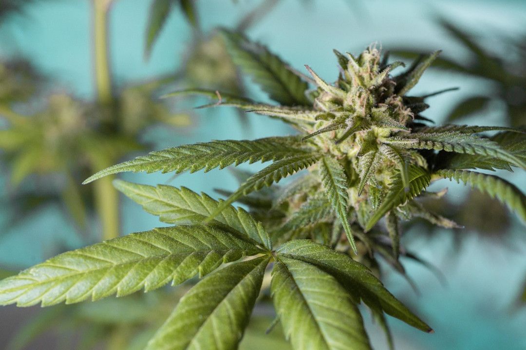 Großeinsatz in drei Ländern gegen illegalen Cannabisanbau Großeinsatz in drei Ländern gegen illegalen Cannabisanbau