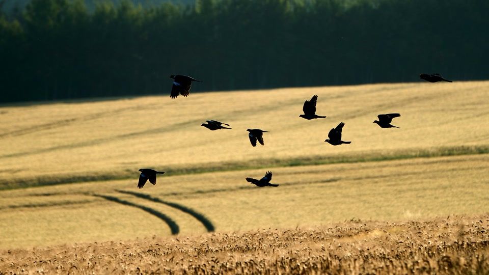 Bauern im Norden sorgen sich trotz guter Ernte um Preise