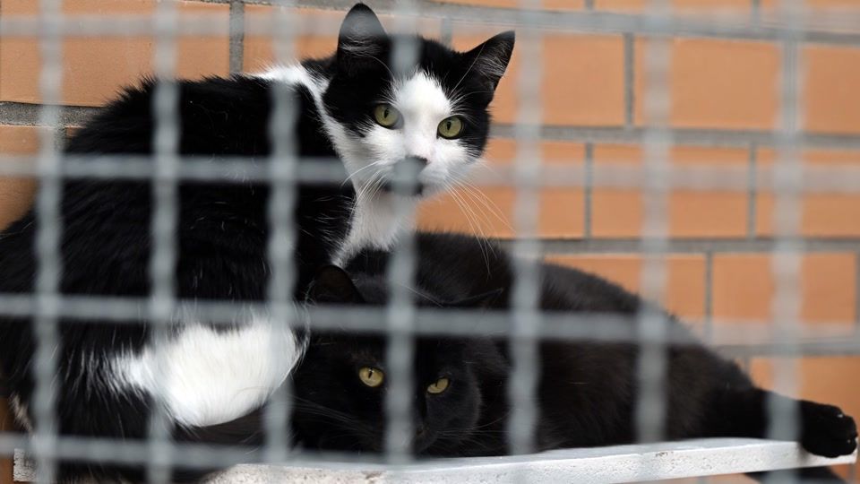 Wohin mit dem Haustier im Urlaub? Tierschutzbund gibt Tipps