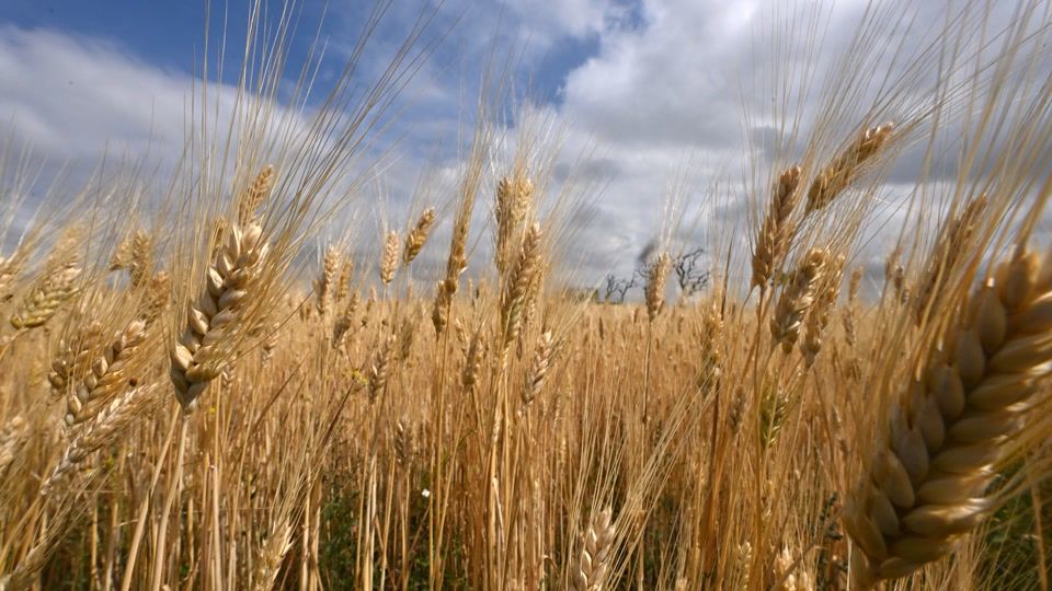 Trotz guter Ernte: Bauern-Kampf mit Preis und Wetterschaukel