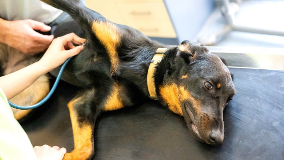 Nicht jede Tierkrankenversicherung schützt vor hohen Kosten