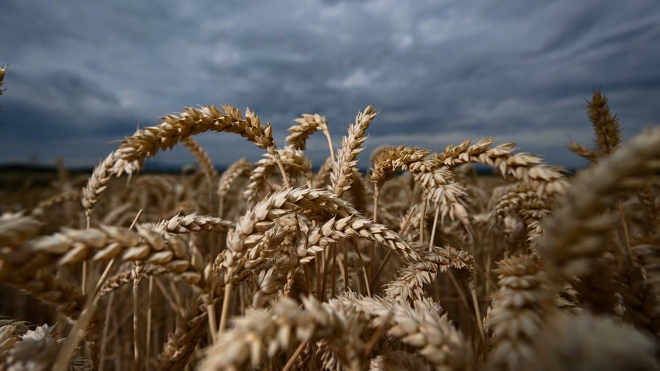 Schlechte Stimmung bei Bauern trotz guter Ernte