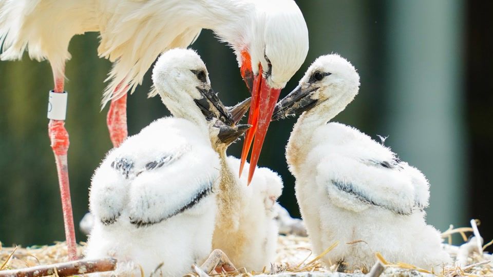 Klappern mit Hindernissen: Erneut kein leichtes Storchenjahr